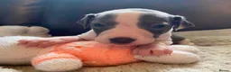 Italian Greyhound dogs for sale: Meet your future shadows   - Advert 5