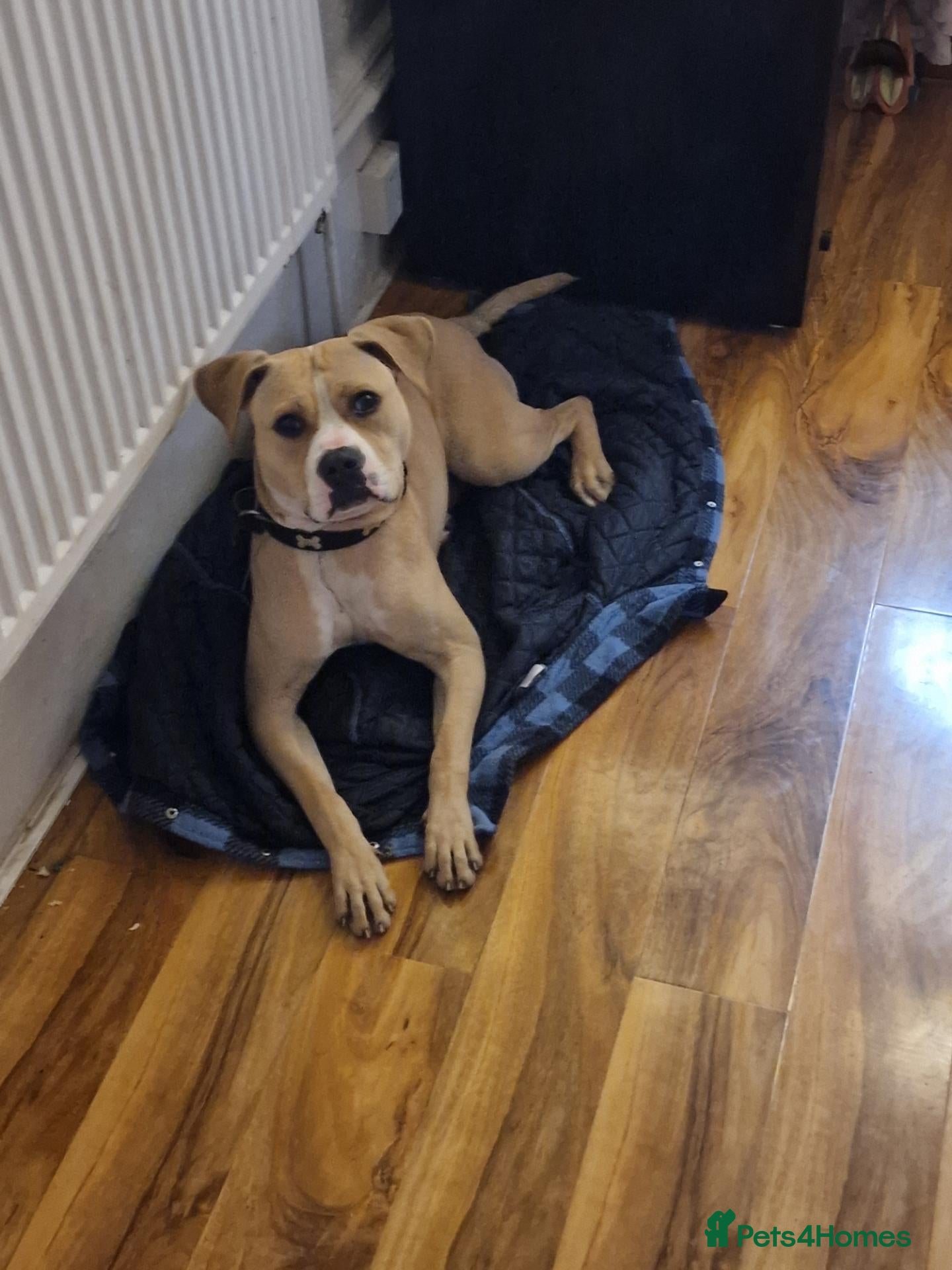 Mixed Breed dogs Staffy rehoming  - Advert 2