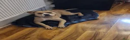 Mixed Breed dogs for sale: Staffy rehoming  in Leeds - Advert 1