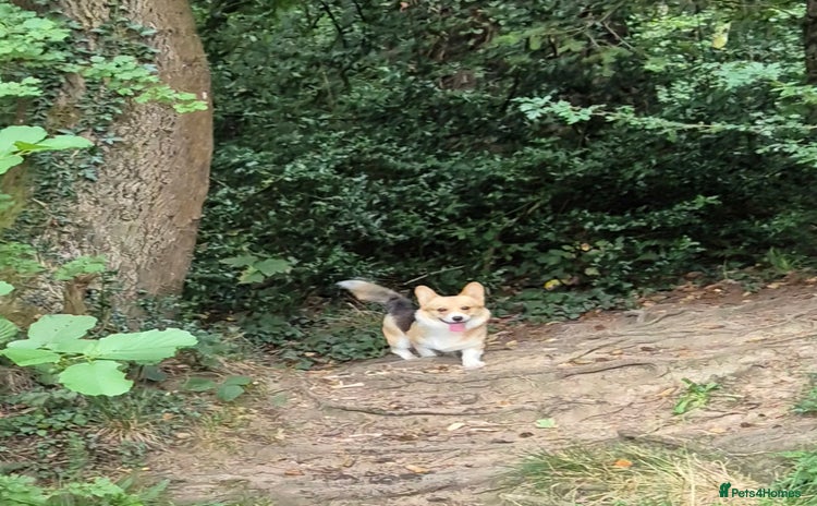 Welsh Corgi Pembroke dogs - Advert 1