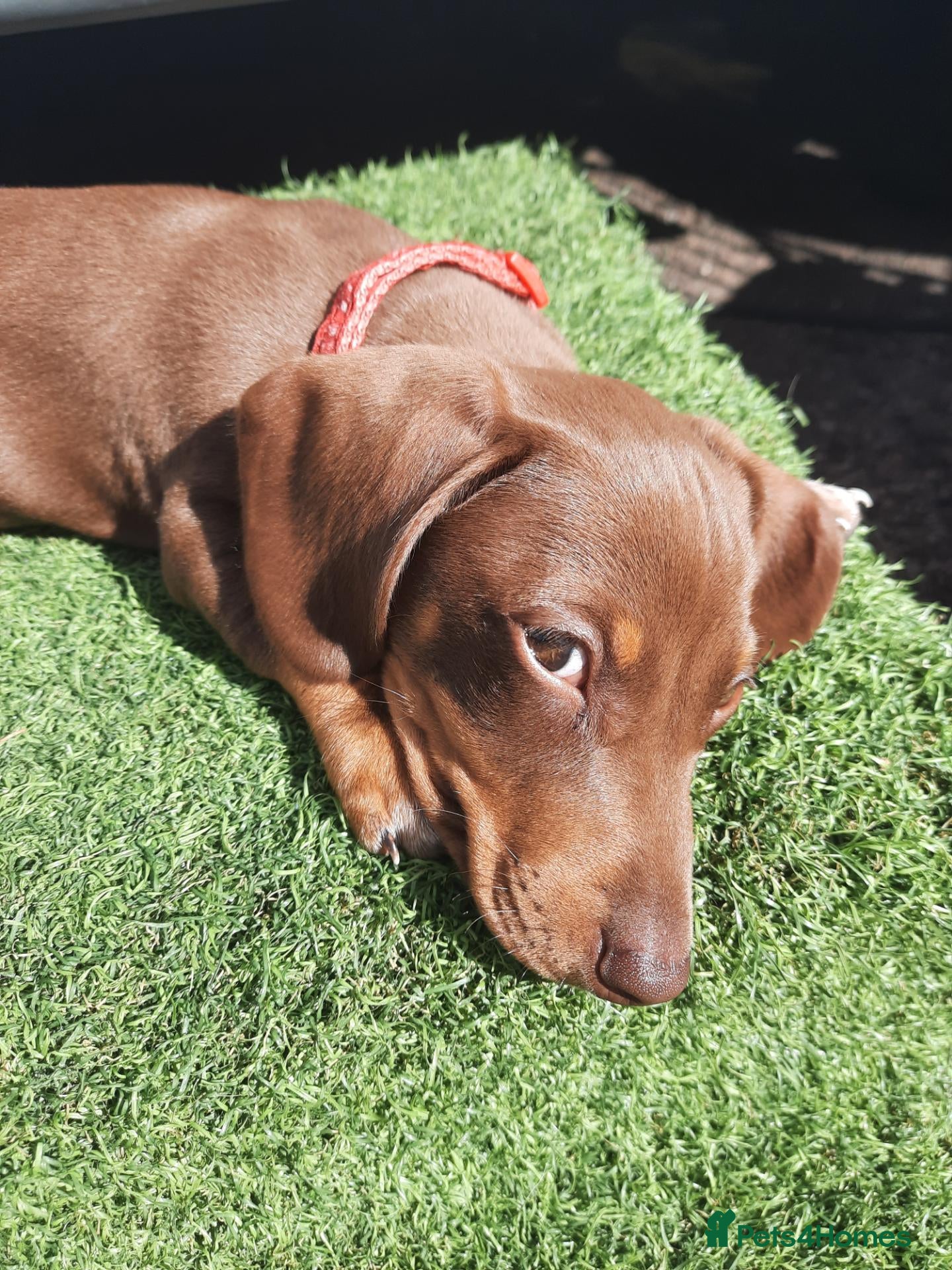 Miniature Dachshund dogs Beautiful litter of miniature dachshunds.9weeksold - Advert 6