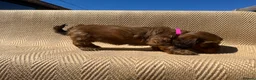 Mixed Breed dogs for sale: Havatoodle Pups - Advert 33