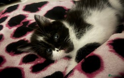 European cats for sale: 4 cute kittens for sale  - Image 2
