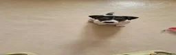 Jack Russell dogs for sale: Beautiful Female Pure Breed Jack Russell Terrier - Advert 2