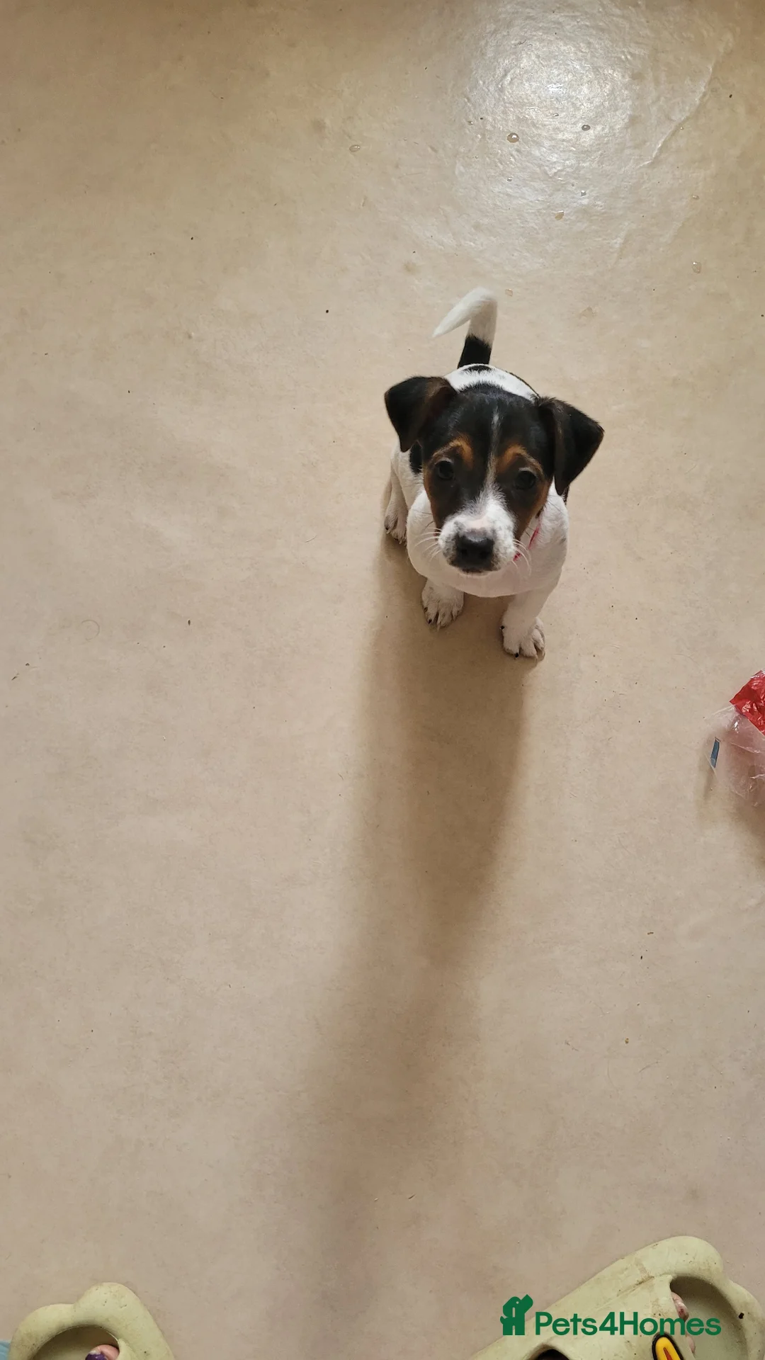Jack Russell dogs for sale: Beautiful Female Pure Breed Jack Russell Terrier - Advert 2