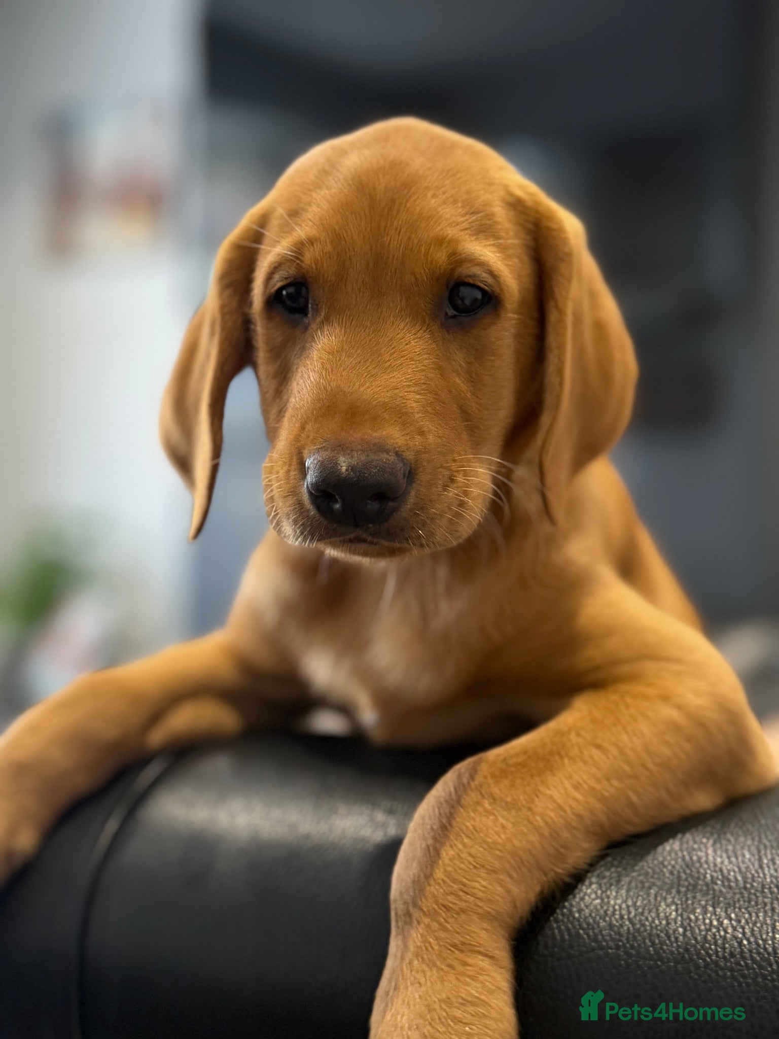 Labrador Retriever dogs READY NOW - Advert 2