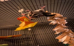 Sugar Glider rodents for sale: 2 male sugar gliders  - Advert 8
