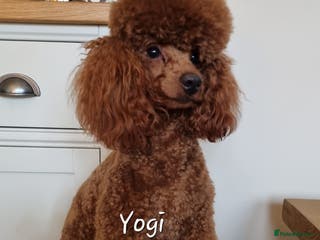 Toy Poodle dogs kc regd Deep red Toy Poodle for Stud in Dewsbury - Advert 9