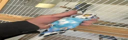Budgerigars birds for sale: Budgies for sale  in Spalding - Advert 13