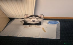 Pomsky dogs for sale: Pomsky F3 Pups -Read Descp - Image 9