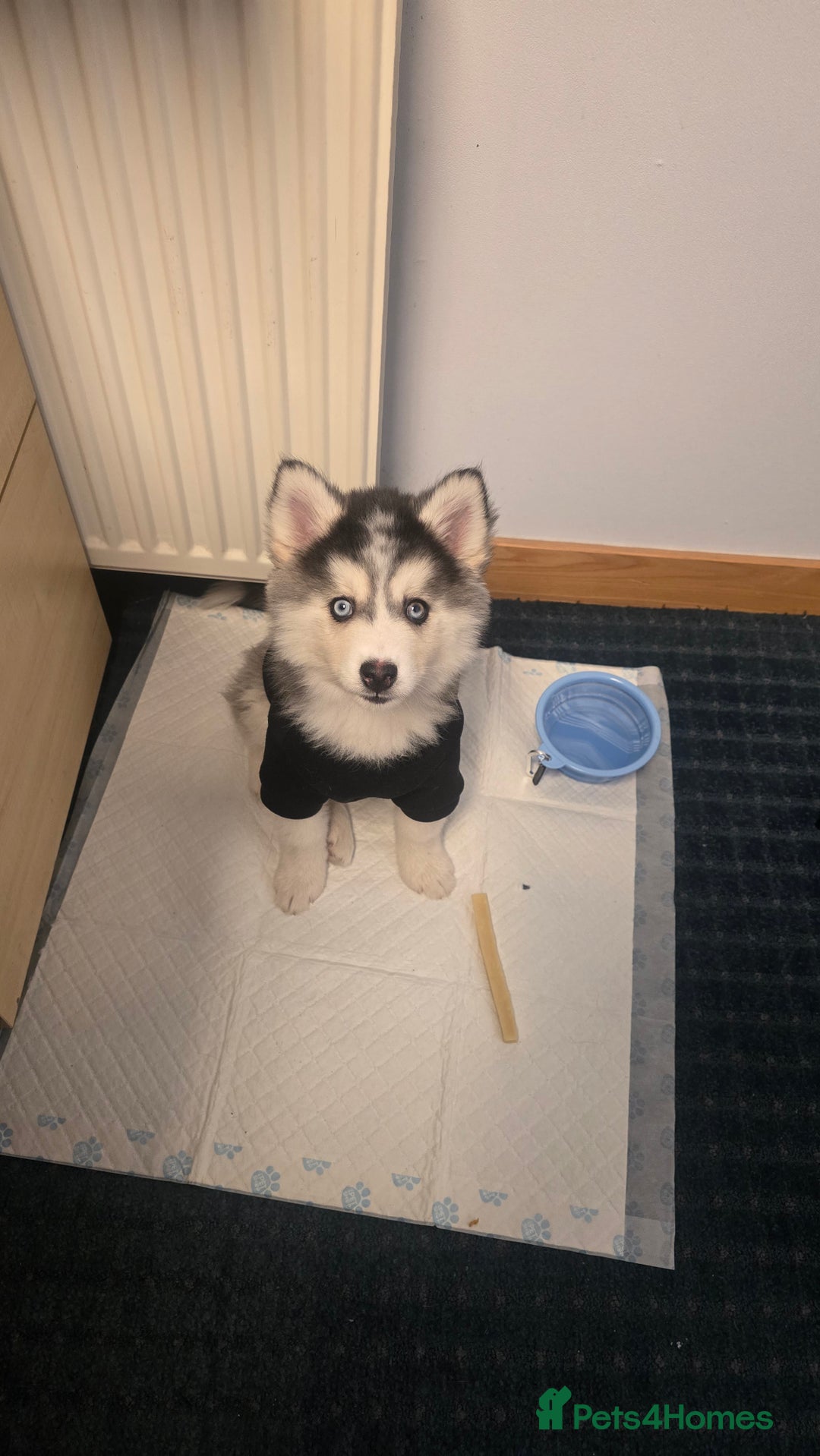 Pomsky dogs for sale: Pomsky F3 Pups -Read Descp - Image 9