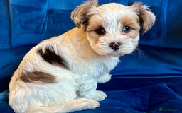 Yorkshire Terrier dogs for sale: Blue Merle Yorkshire terrier Girls (parent tested) - Image 8