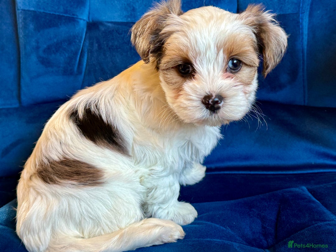 Yorkshire Terrier dogs for sale: Blue Merle Yorkshire terrier Girls (parent tested) - Image 8