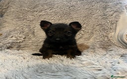 German Shepherd dogs for sale: German Shepherd Puppies - Image 12