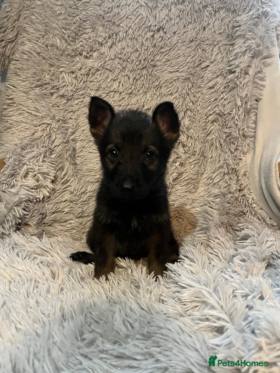 German Shepherd dogs for sale: German Shepherd Puppies - Image 12