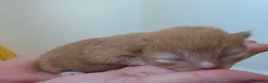 Mixed Breed 3