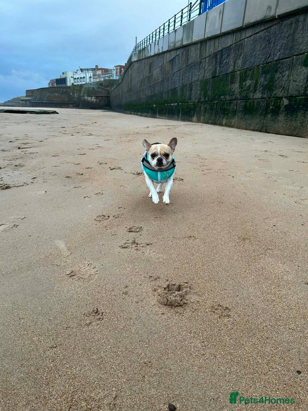 French Bulldog dogs for sale: Female French bulldog - Advert 2