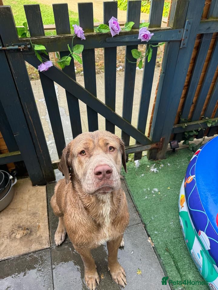 Cane Corso dogs for sale: Beautiful cane corso boy for sale  - Advert 9
