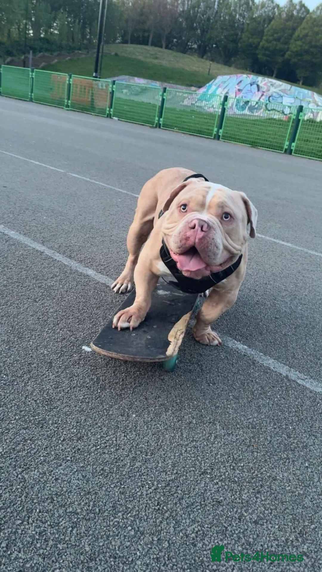 American Bully dogs for sale: American Pocket Bully for sale asap - Advert 1