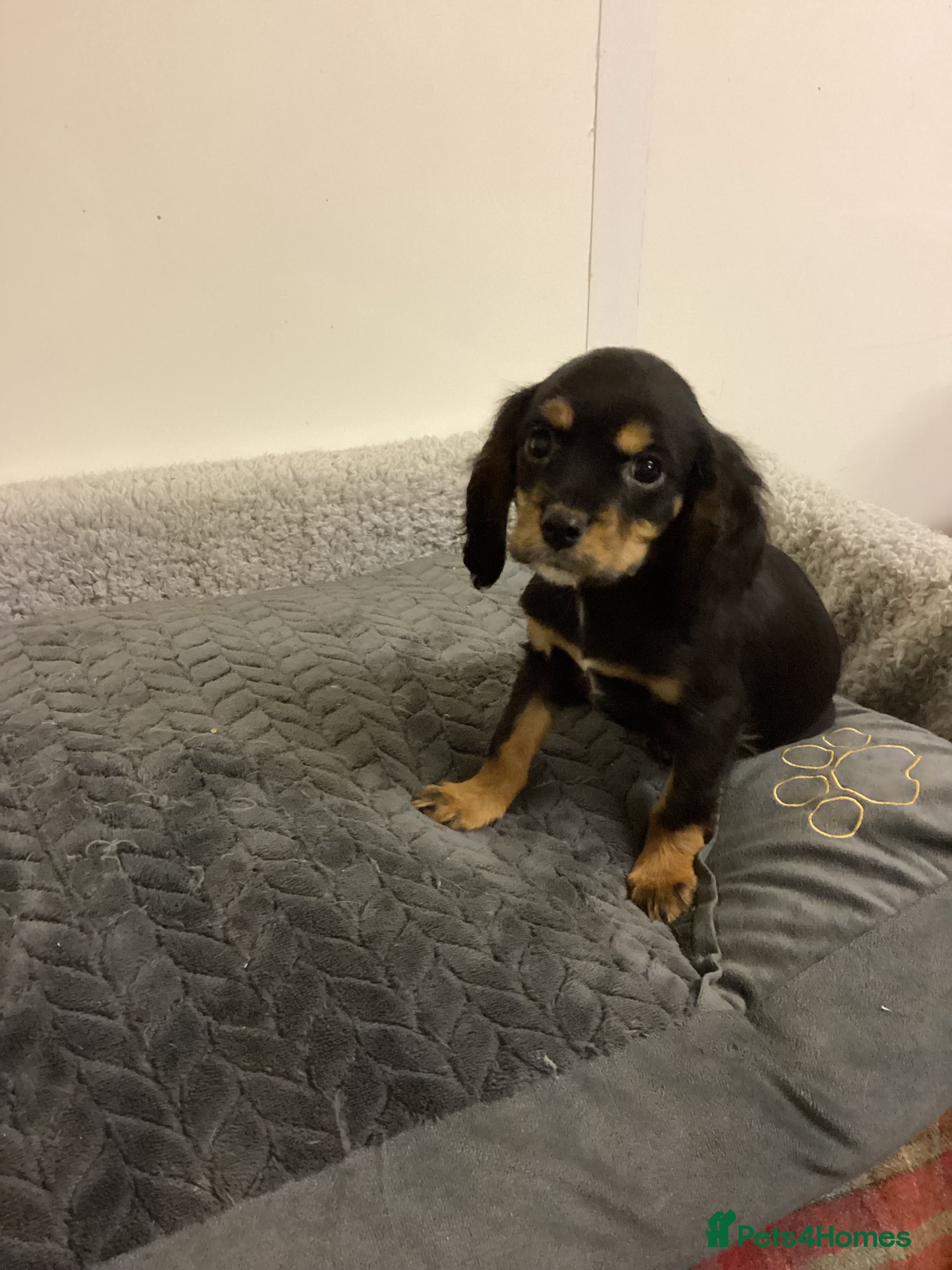 Cockalier dogs Cockalier  - Advert 14