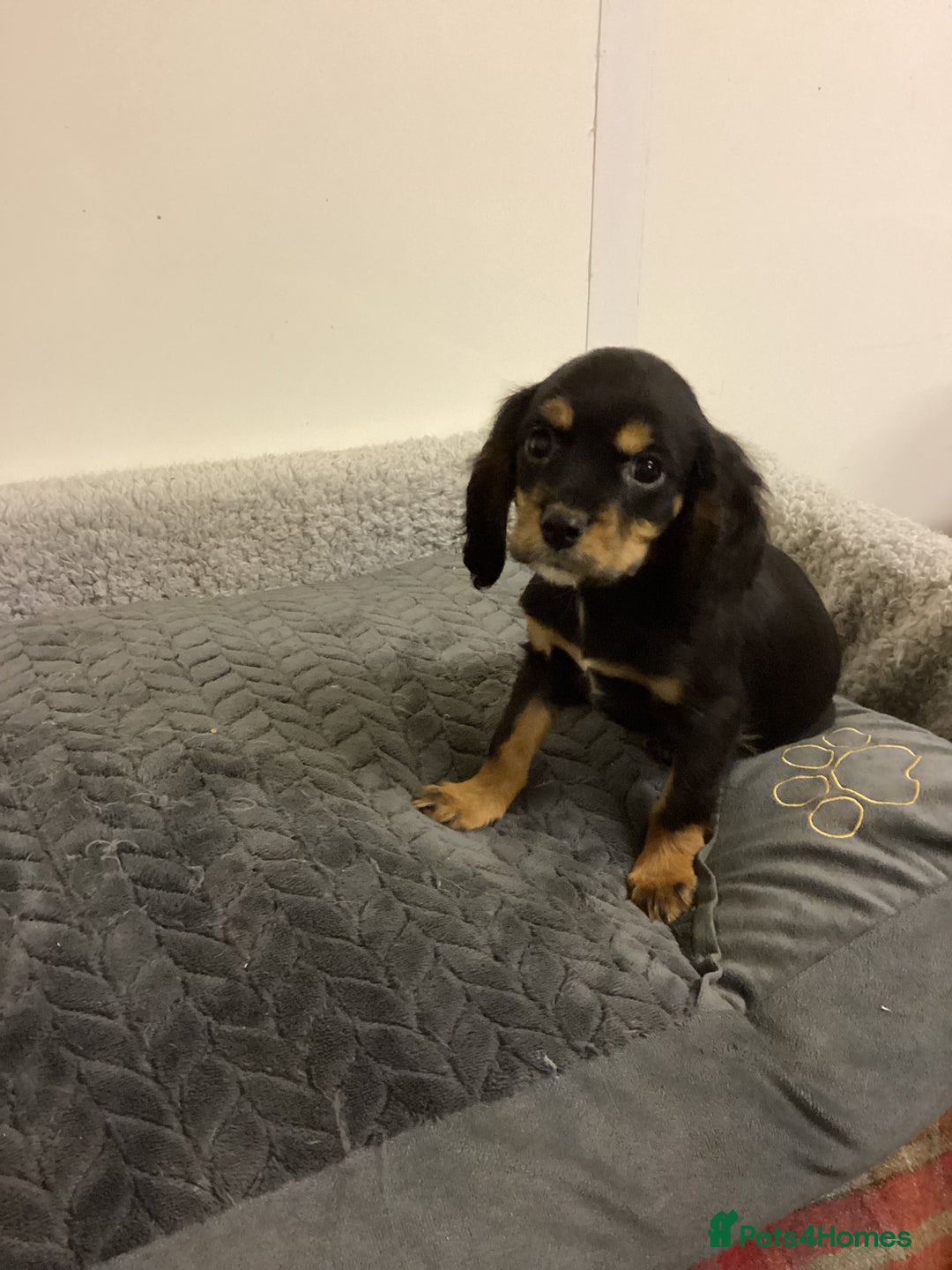 Cockalier dogs for sale: Cockalier  - Advert 3