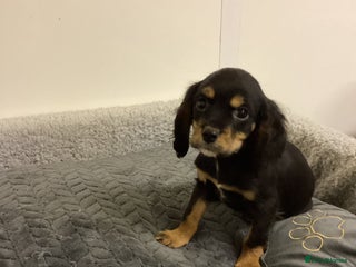 Cockalier dogs Cockalier - Advert 16