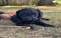 Miniature Poodle dogs for sale: DNA Health tested.Miniature KC Poodle Puppies - Image 6