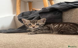 Mixed Breed cats for sale: beautiful tabby kittens ready for their new home☺️ - Image 3
