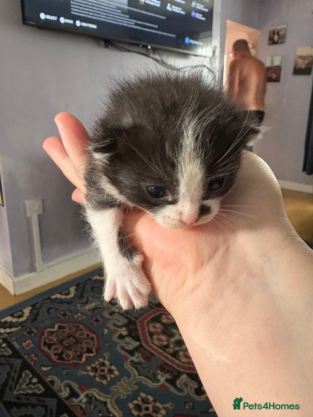Ragdoll cats for sale: Ragdoll cross breed  - Image 4