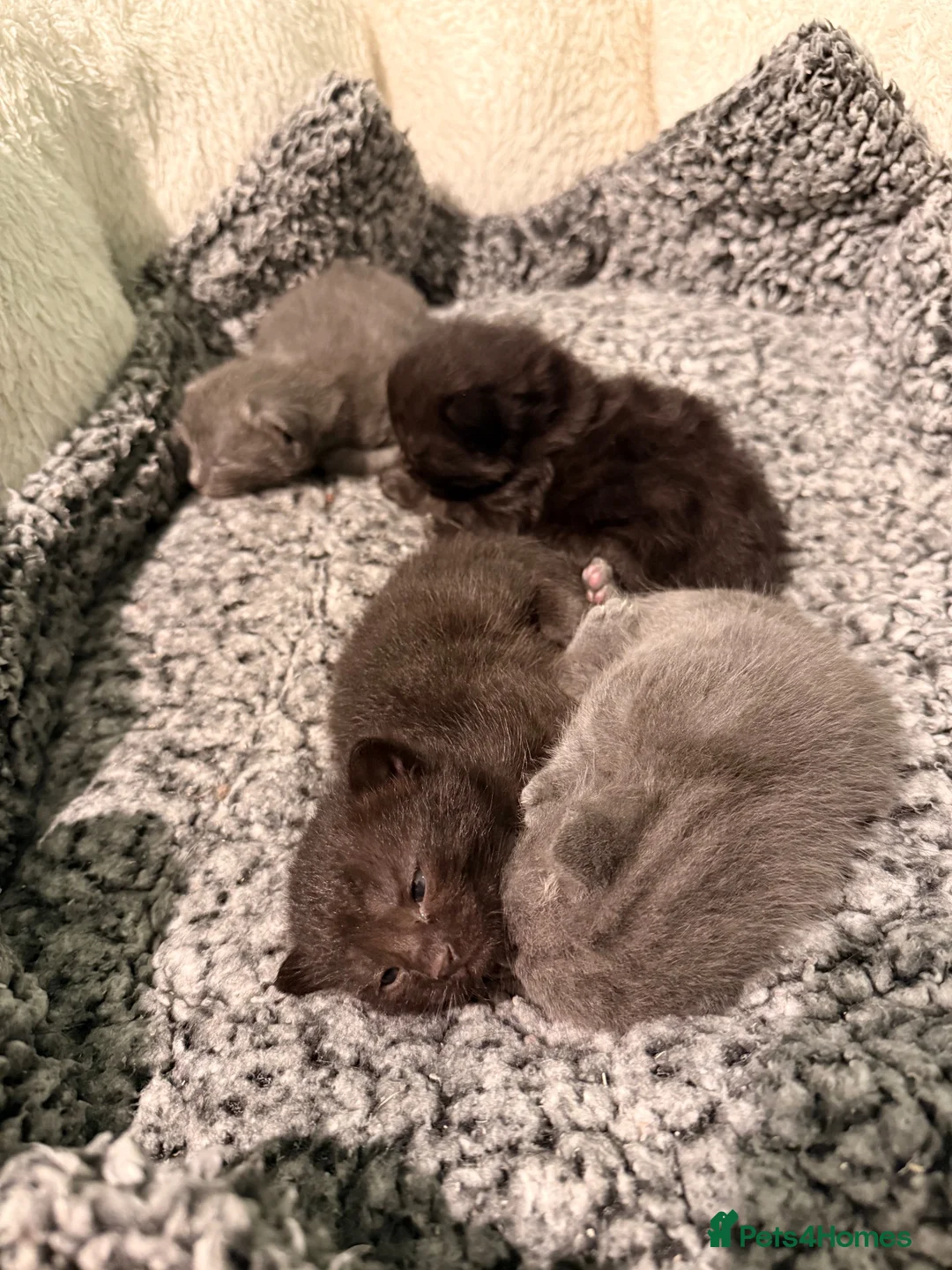 Mixed Breed cats for sale: Gorgeous fluffy kittens - Advert 3
