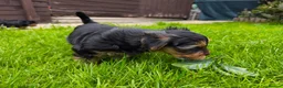 Yorkshire Terrier dogs for sale: Beautiful Yorkshire Terrier Pupp – 2 Girls & 1 Boy - Advert 7