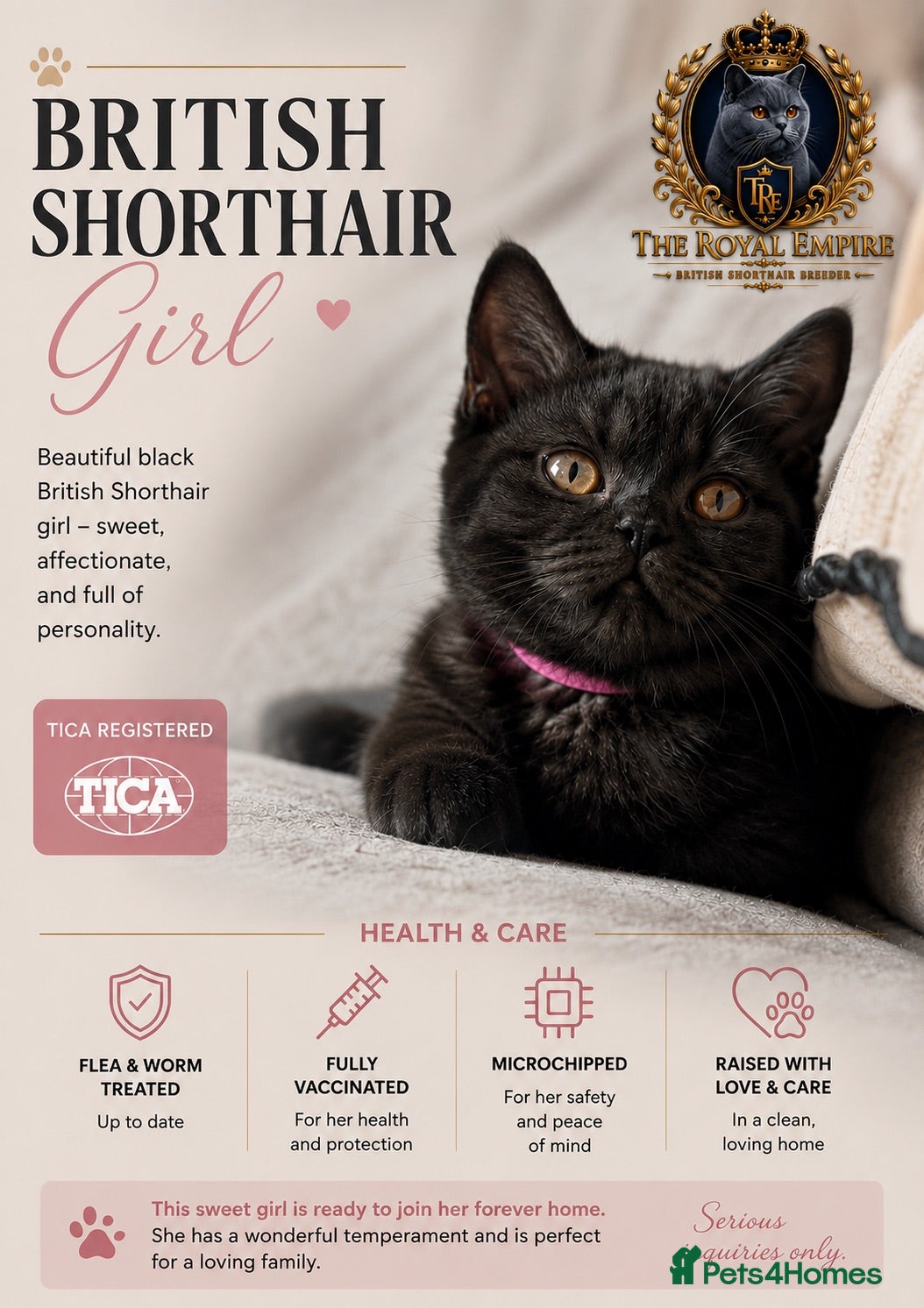British Shorthair cats Last Remaining Champion Bloodlined BSH kitten‼️ - Advert 3