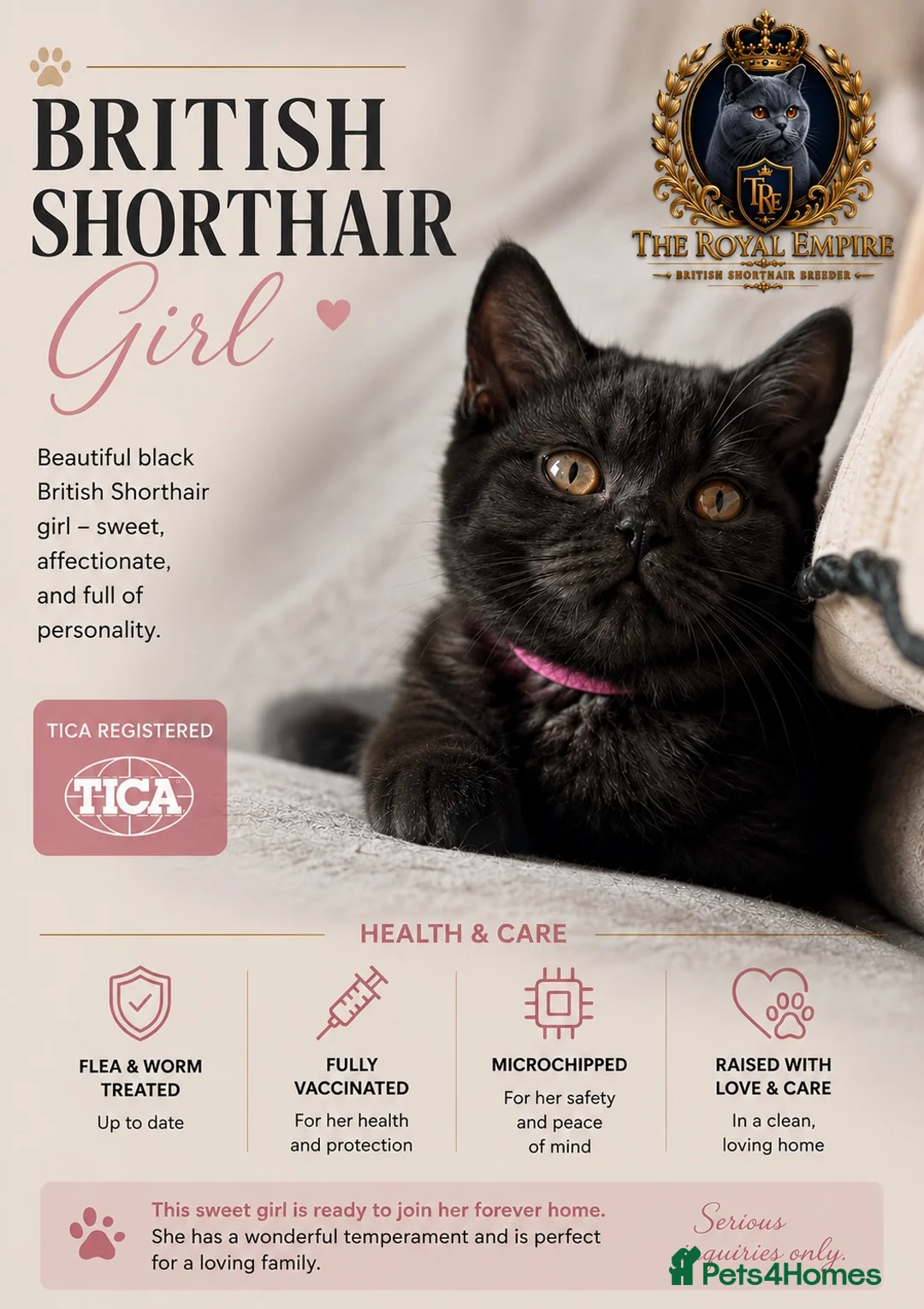 British Shorthair cats for sale: Last Remaining Champion Bloodlined BSH kitten‼️ - Advert 1