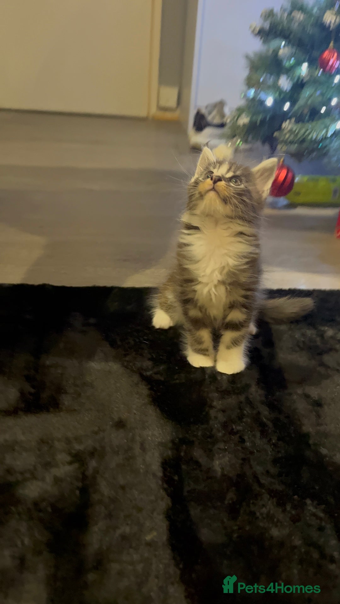 Maine Coon cats for sale: Full Maine Coon for sale - Advert 21