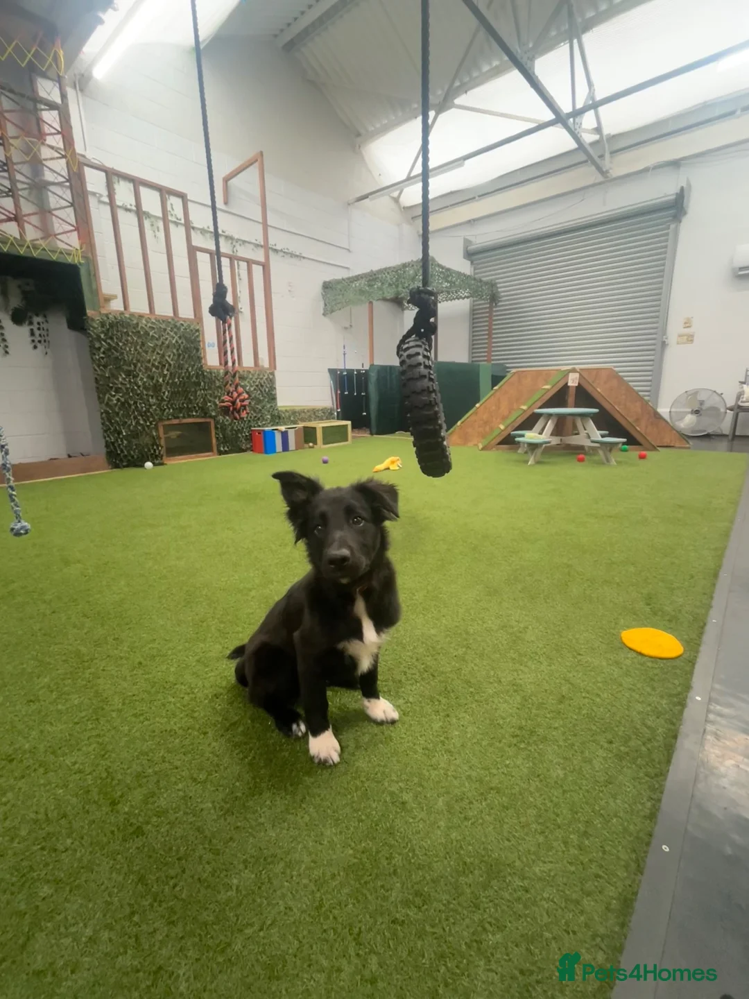 Border Collie dogs for sale: Border collie  in Stoke-on-Trent - Advert 4