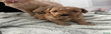 Cockapoo 3