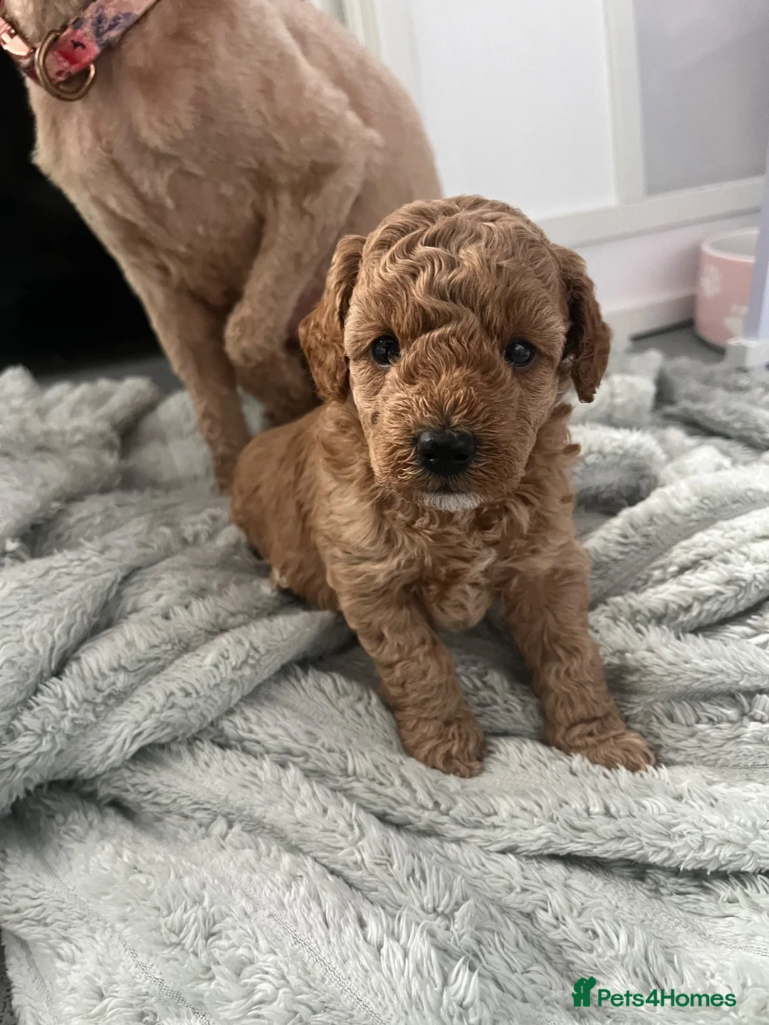 Cockapoo dogs for sale: F1b toy cockapoo for sale - Advert 12