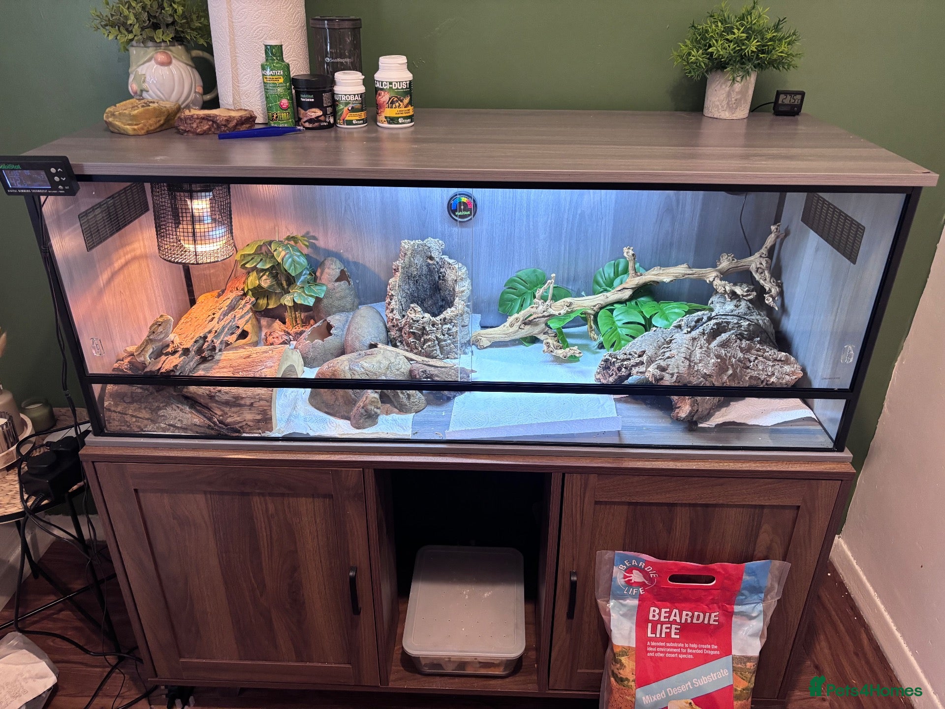 Bearded Dragon reptiles Bearded dragon with full vivarium set up  - Advert 1