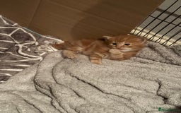 Egyptian Mau cats for sale: Adorable Egyptian Mau/Tabby/Bengal kittens  - Image 2