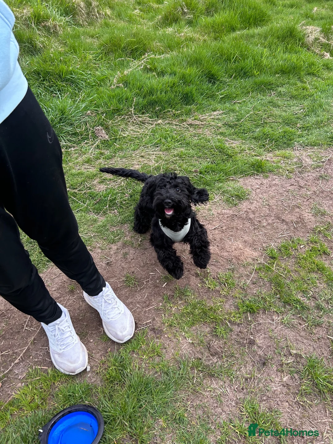 Cockapoo dogs for sale: 8 month old cockapoo in Greenock - Advert 2
