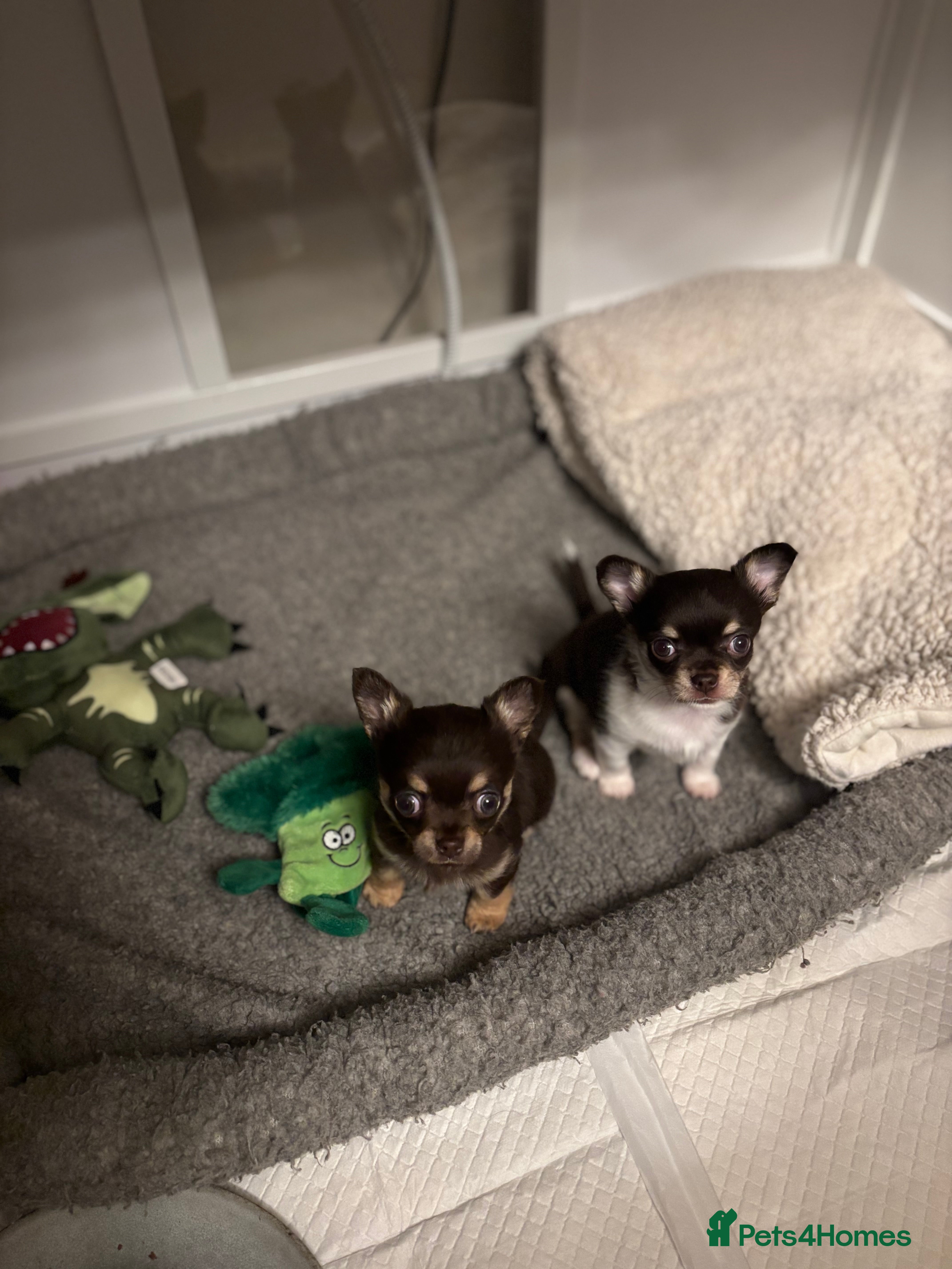 Chihuahua dogs Chocolate chihuahua boys ready now  - Advert 4