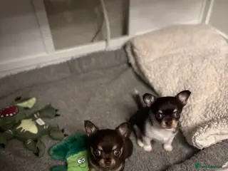 Chihuahua dogs Chocolate chihuahua boys ready now - Advert 4