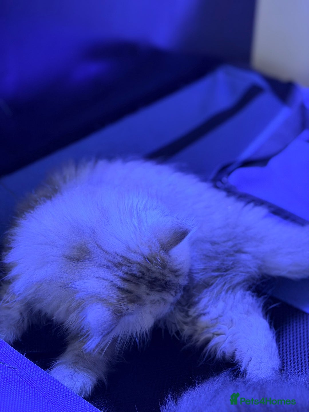 Scottish Fold cats for sale: Scottish fold kittens for sale! - Advert 28