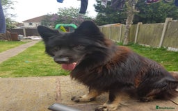 German Shepherd dogs for stud: Stud. - Image 7