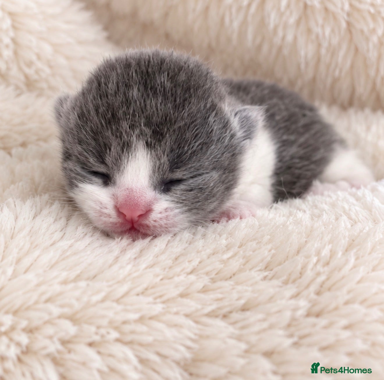 British Shorthair cats Exceptional quality British shorthair kittens  - Advert 1