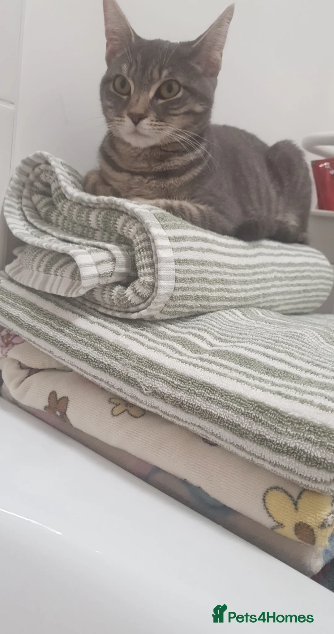 Mixed Breed cats for sale: Grey tabby female in Burnley - Advert 2