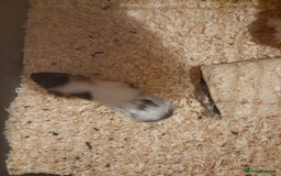 Guinea Pig rodents for sale: Two Guinea Pig Boys - Image 4