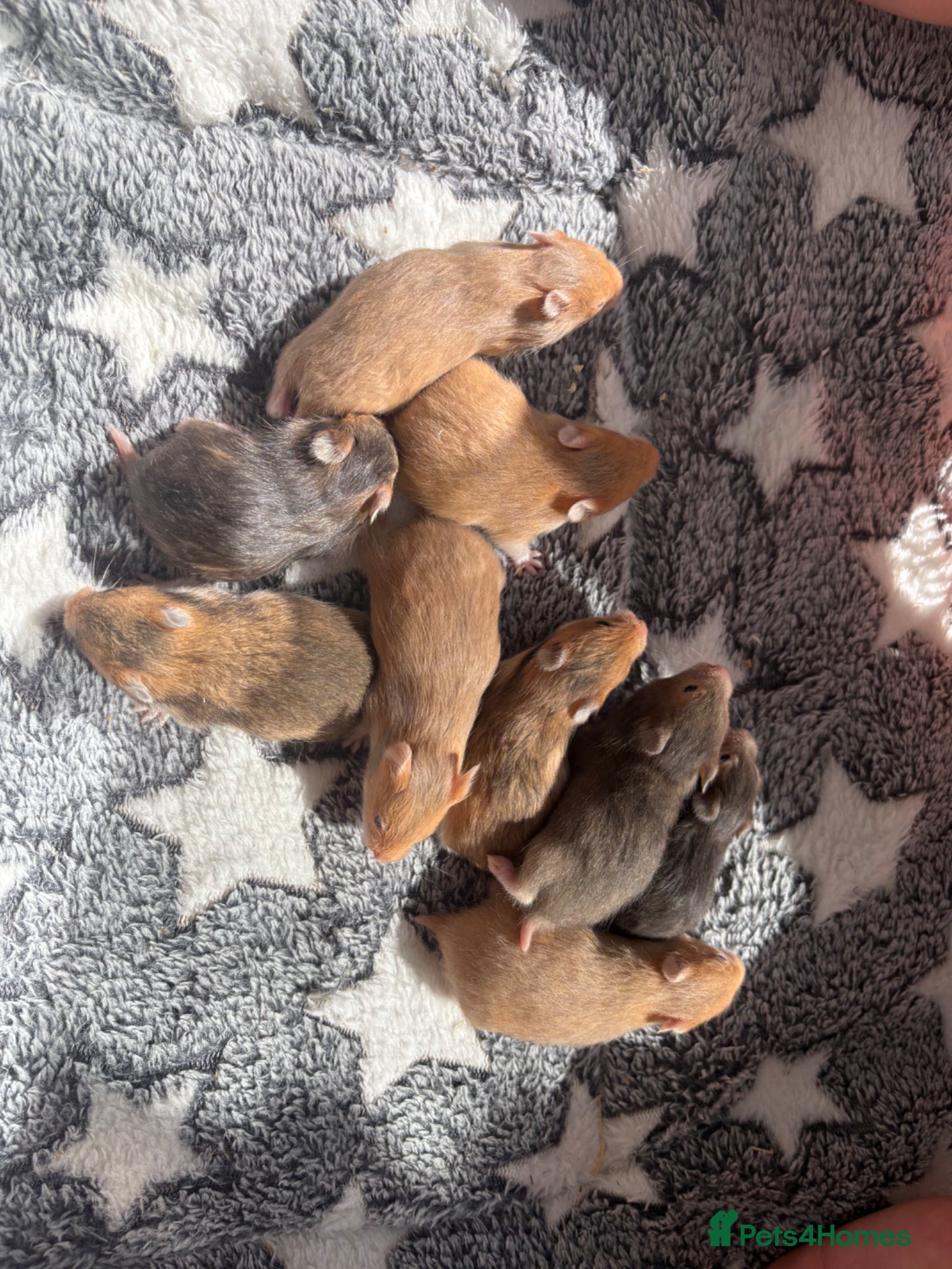 Hamster rodents Syrian Hamsters - home bred and friendly - Advert 1