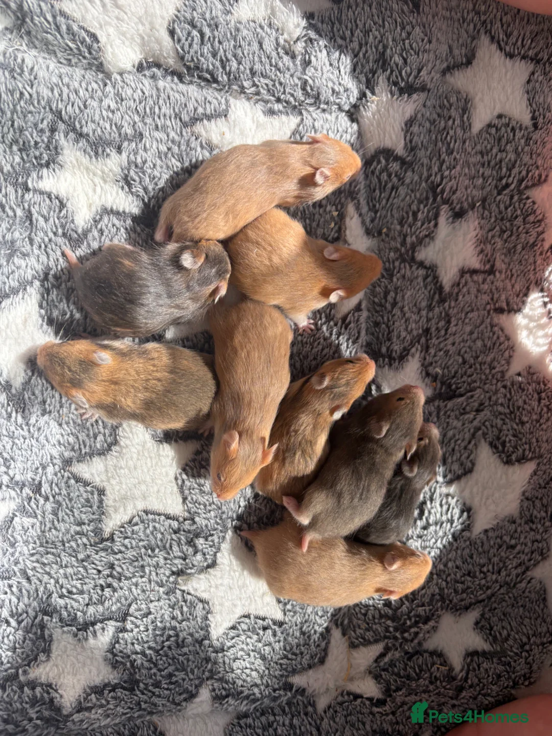 Hamster rodents for sale: Syrian Hamsters - home bred and friendly - Advert 1