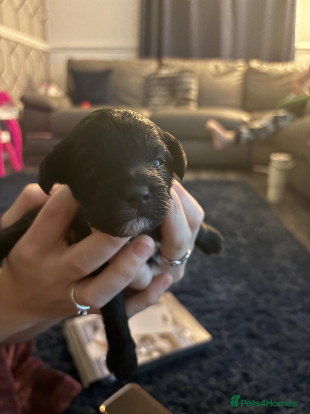 Shihpoo dogs for sale: ✨ Gorgeous Shihpoo Puppies – Ready 31st January ✨ - Advert 6